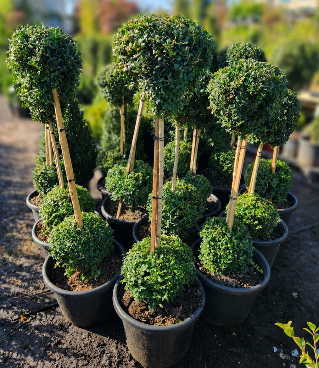 Several Buxus 'English Box' Double Ball (Standard) 16" Pot plants, featuring neatly trimmed spherical and oval foliage, are displayed outdoors on soil, each supported by a wooden stake.