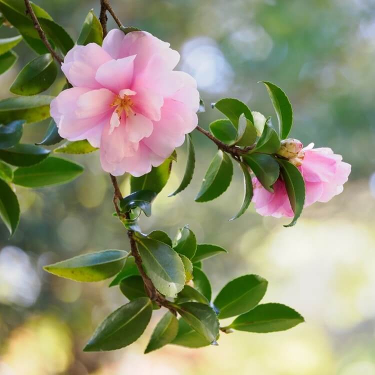 A close-up of a branch with pink camellia flowers and green leaves against a blurred outdoor background.