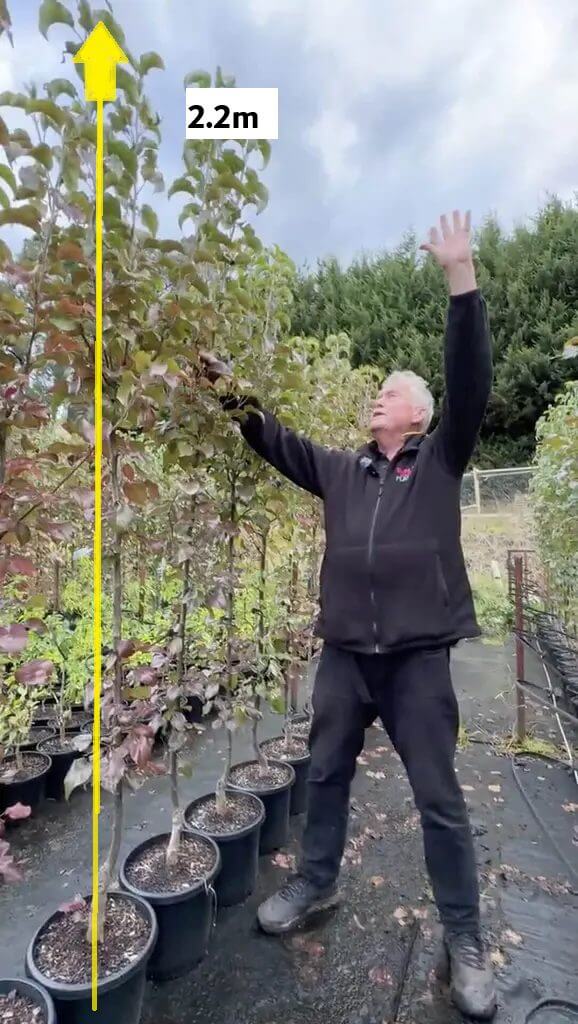 A man stands in a plant nursery, reaching up to demonstrate the height of an ornamental pear tree shaped and labelled as 2.2 metres tall, with a yellow arrow indicating the measurement.