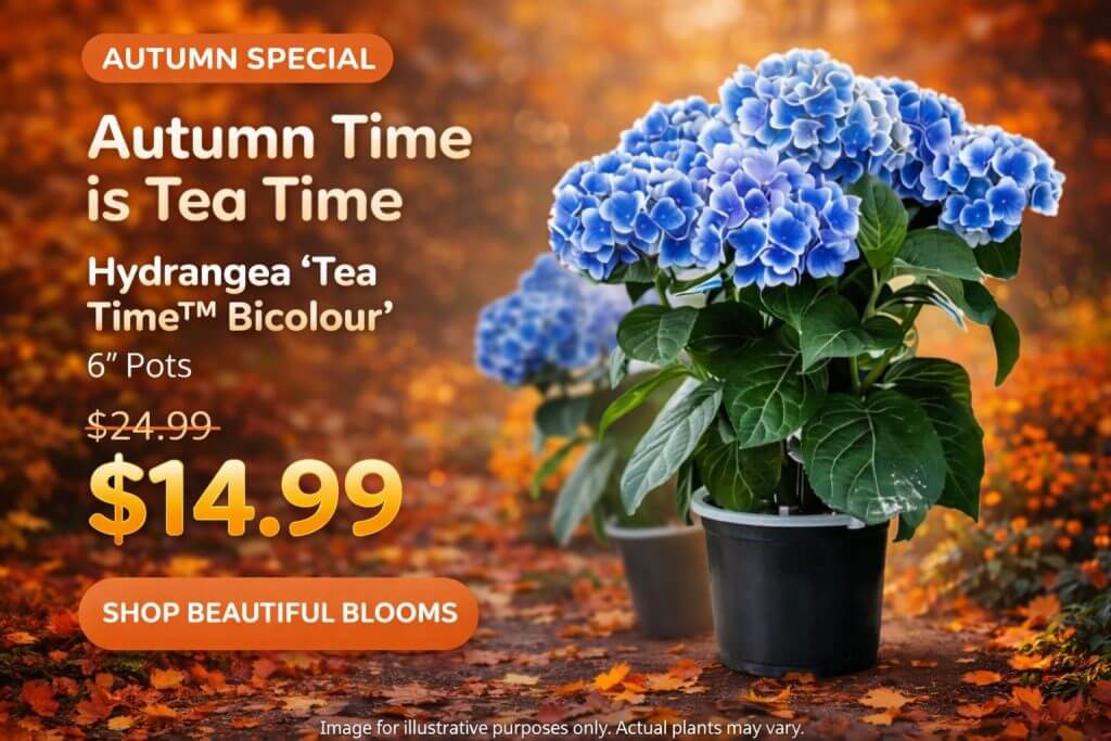 Potted blue hydrangea plants on a leafy autumn ground with text advertising a sale: 15cm pots for £14.99, reduced from £24.99. Time To Plant—don’t miss this vibrant seasonal offer!.
