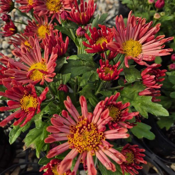 Chrysanthemum 'Sollinea® Nomad Coral' features vibrant red and yellow blooms with lush green leaves in a 15cm pot, displayed on a gravel surface.