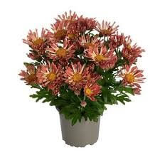 Chrysanthemum 'Sollinea® Nomad Coral' 15cm Pot features clusters of reddish-pink blooms and green leaves in a light-coloured pot.