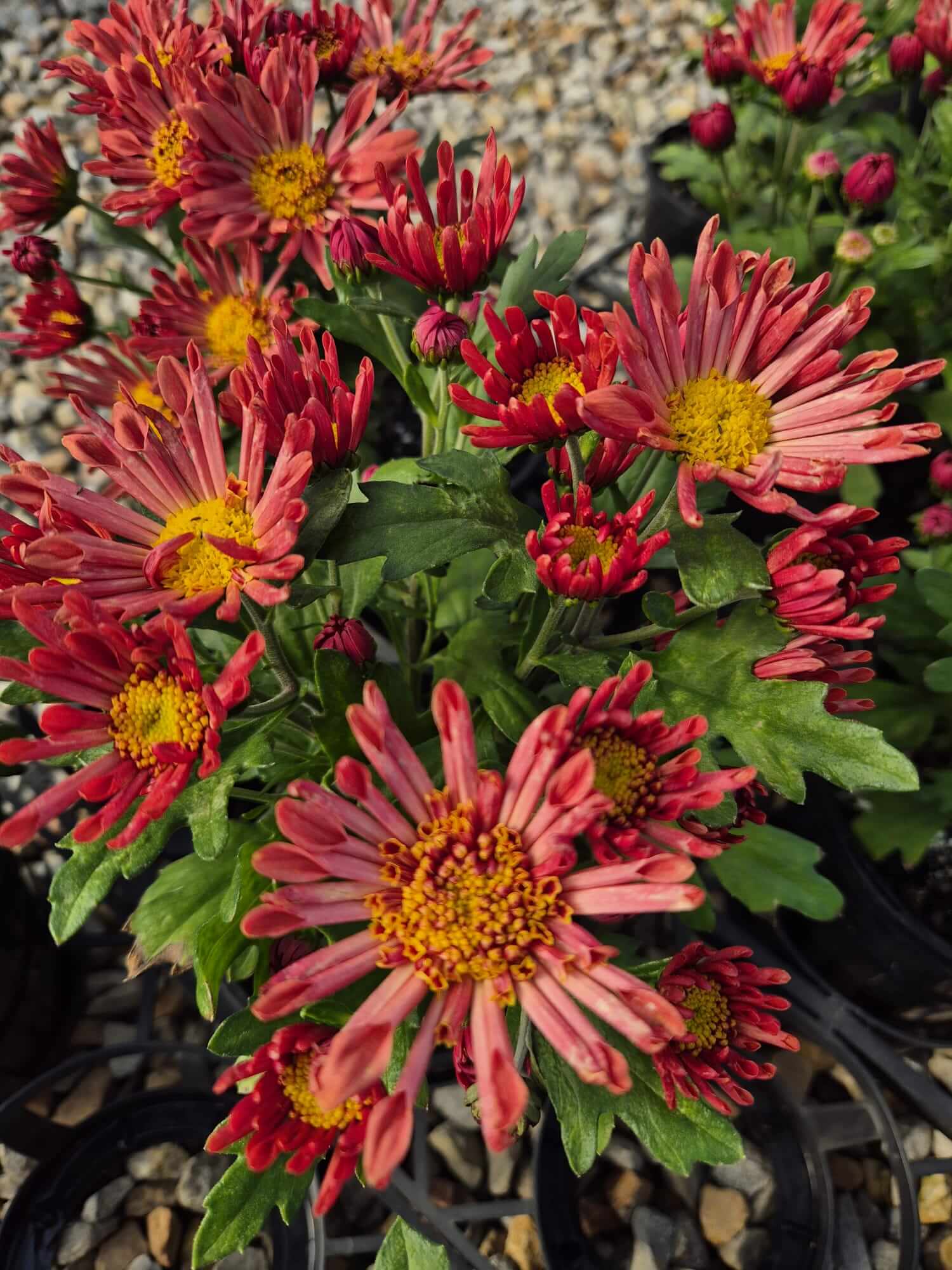 Chrysanthemum 'Sollinea® Nomad Coral' features vibrant red and yellow blooms with lush green leaves in a 15cm pot, displayed on a gravel surface.