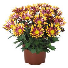Chrysanthemum 'Splash Energy' in a 15cm pot features lush green leaves and multiple yellow and maroon striped blooms.