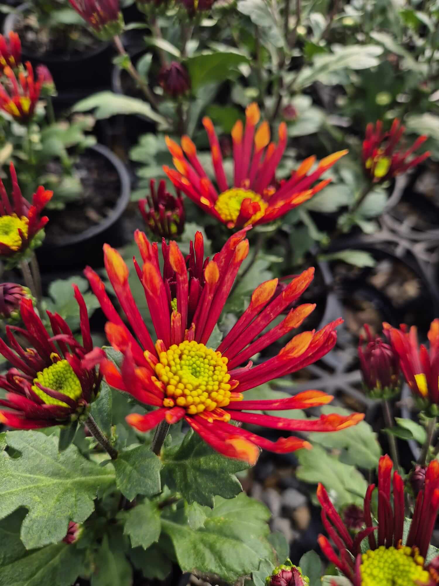 Chrysanthemum 'Splash Energy' in a 15cm pot features vibrant red and yellow elongated petals, lush green leaves, and developing buds for a striking display.