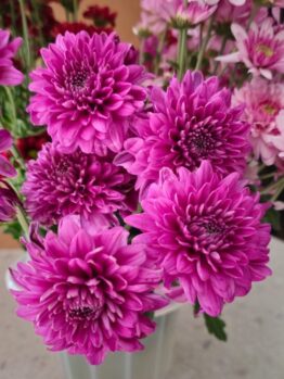 A close-up of vibrant purple chrysanthemums in a white pot with more flowers in the background.