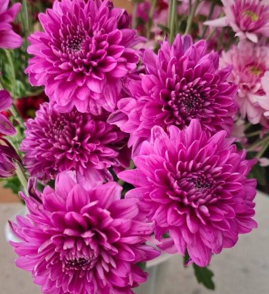A close-up of vibrant purple chrysanthemums in a white pot with more flowers in the background.