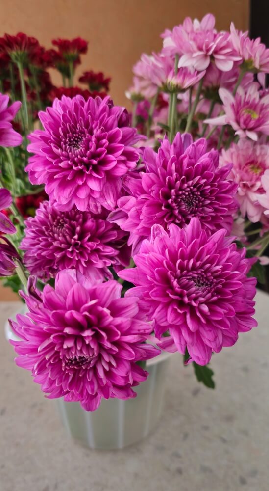 A close-up of vibrant purple chrysanthemums in a white pot with more flowers in the background.