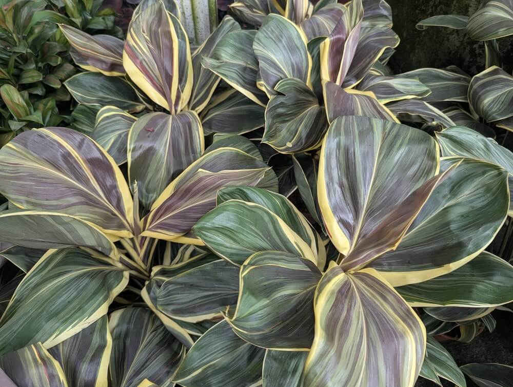 Green and purple broad-leaved plants with yellow edges cluster together, whilst a Pinus 'Low Glow' 20" Pot nearby adds texture to the garden’s display of variegated foliage.