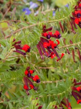 Green, spiky-leaved stems densely cluster with red tubular flowers featuring purple-black centres—hallmarks of Cuphea 'Sparkler Blueberry' 15cm Pot (Copy), perfect for adding a vibrant touch to your garden.