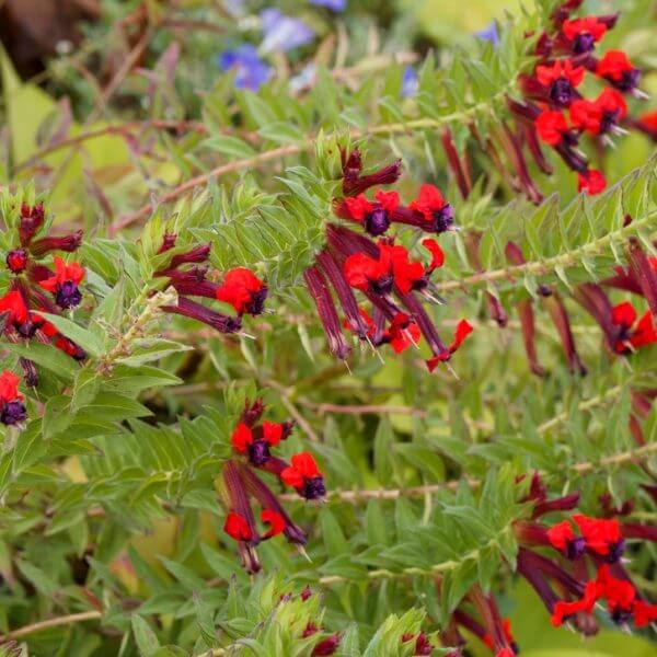 Green, spiky-leaved stems densely cluster with red tubular flowers featuring purple-black centres—hallmarks of Cuphea 'Sparkler Blueberry' 15cm Pot (Copy), perfect for adding a vibrant touch to your garden.