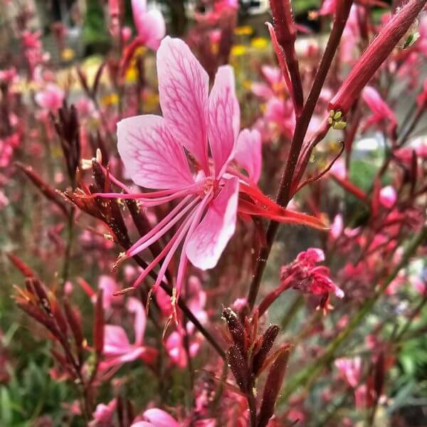 Close-up of a pink flower with long stamens and thin petals, surrounded by similar blossoms and buds in a garden setting.