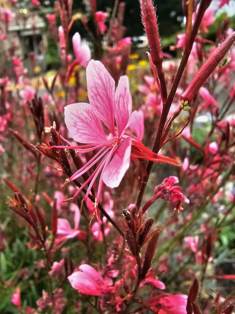Close-up of a pink flower with long stamens and thin petals, surrounded by similar blossoms and buds in a garden setting.