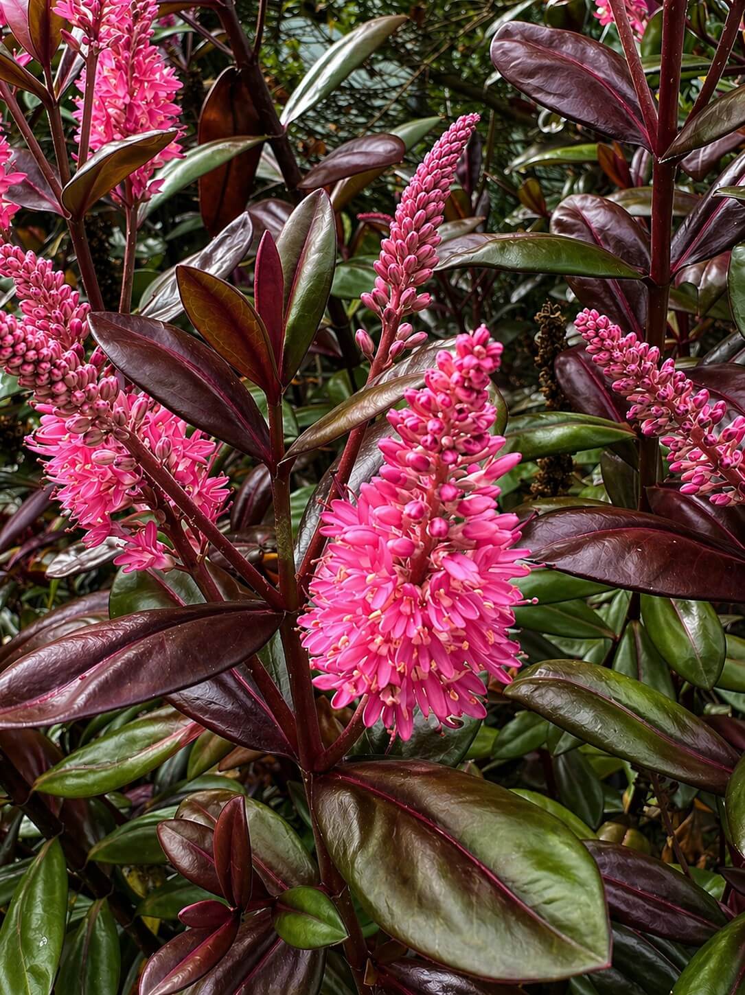Close-up of vibrant pink flower spikes and glossy, dark green leaves on a Hebe 'Chocolate Box™ Blueberry Truffle' 15cm Pot plant.