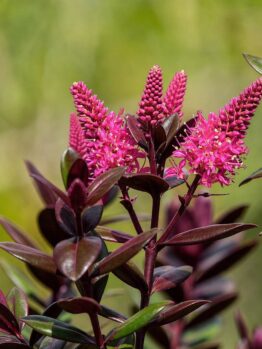 Close-up of a Hebe 'Chocolate Box™ Raspberry Truffle' in a 15cm pot, showing glossy dark green and burgundy leaves with clusters of vibrant pink flowers and buds, set against a soft green blurred background.