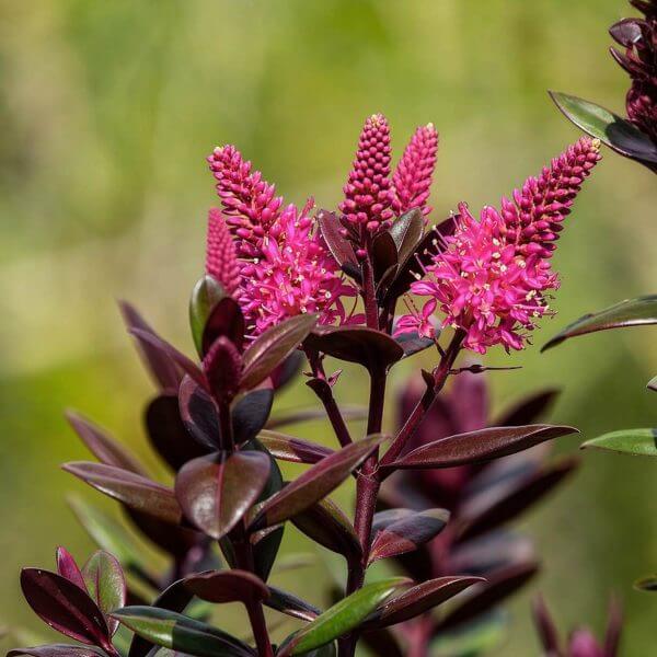 Close-up of a Hebe 'Chocolate Box™ Raspberry Truffle' in a 15cm pot, showing glossy dark green and burgundy leaves with clusters of vibrant pink flowers and buds, set against a soft green blurred background.