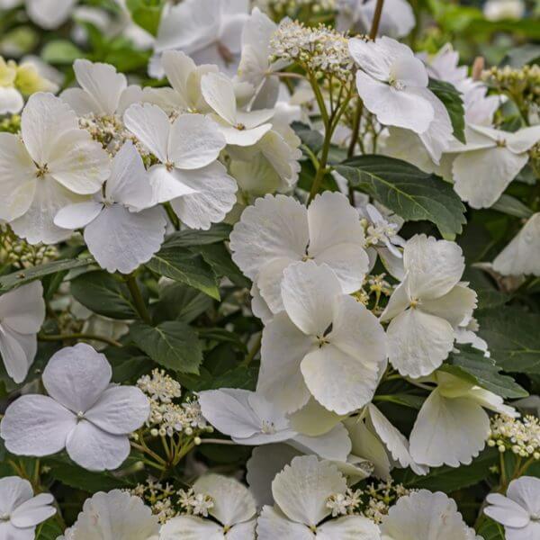 Cluster of Hydrangea 'Runaway Bride®' white flowers with broad petals and green leaves in the background. 13" pot.