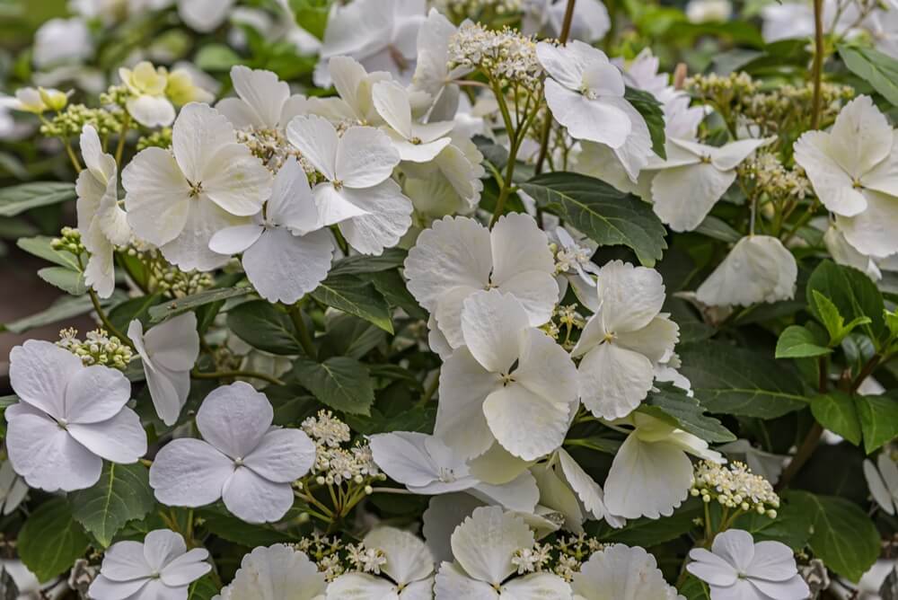 Cluster of Hydrangea 'Runaway Bride®' white flowers with broad petals and green leaves in the background. 13" pot.