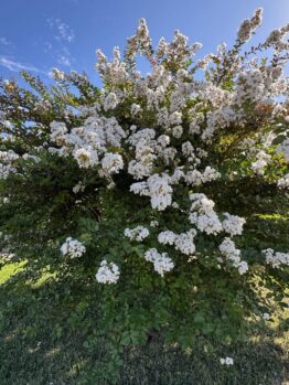 A large shrub with dense green foliage and clusters of small white flowers stands in a grassy area under a clear blue sky.
