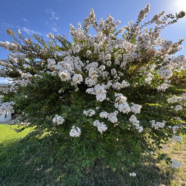 A large shrub with dense green foliage and clusters of small white flowers stands in a grassy area under a clear blue sky.