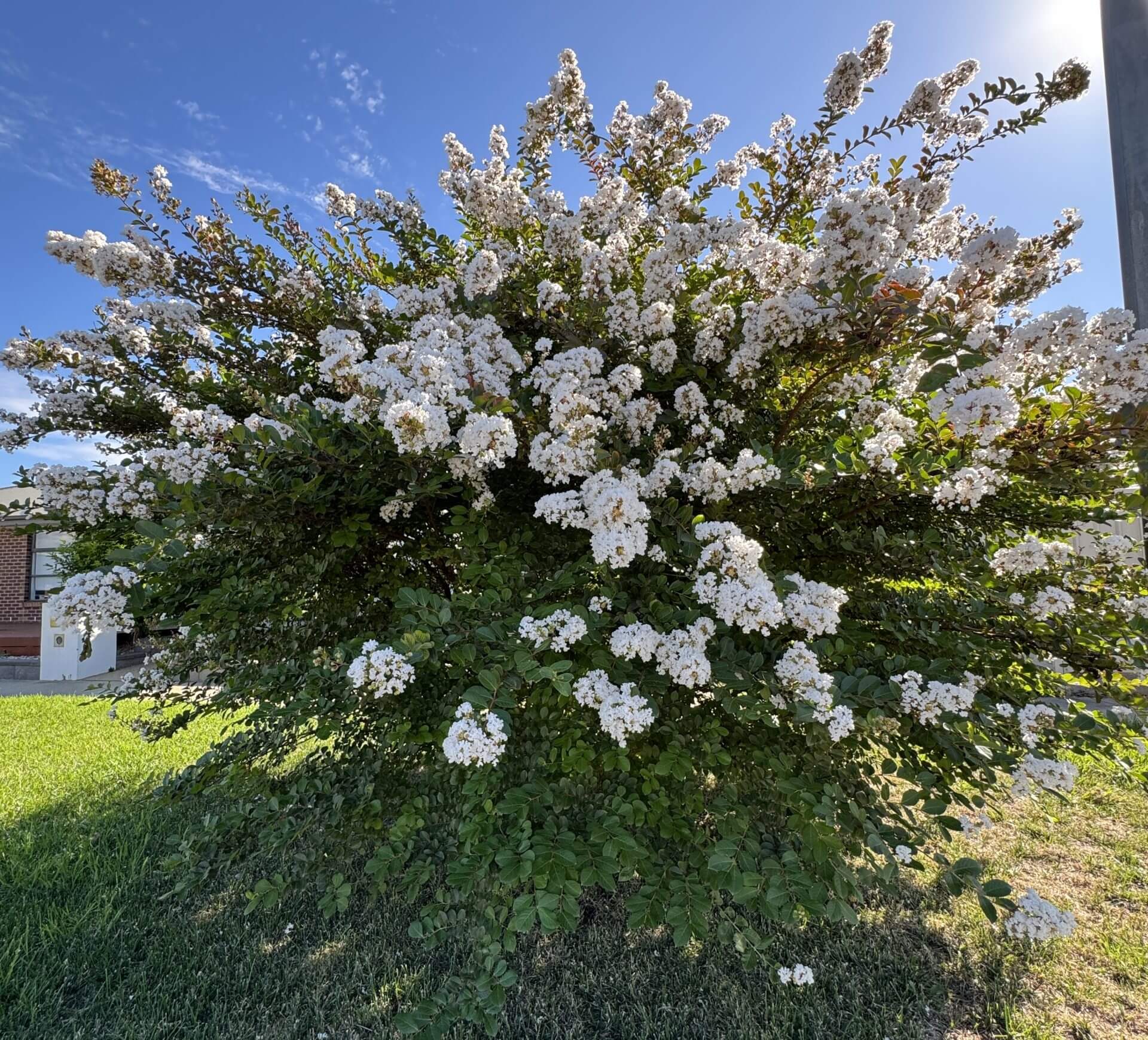 A large shrub with dense green foliage and clusters of small white flowers stands in a grassy area under a clear blue sky.