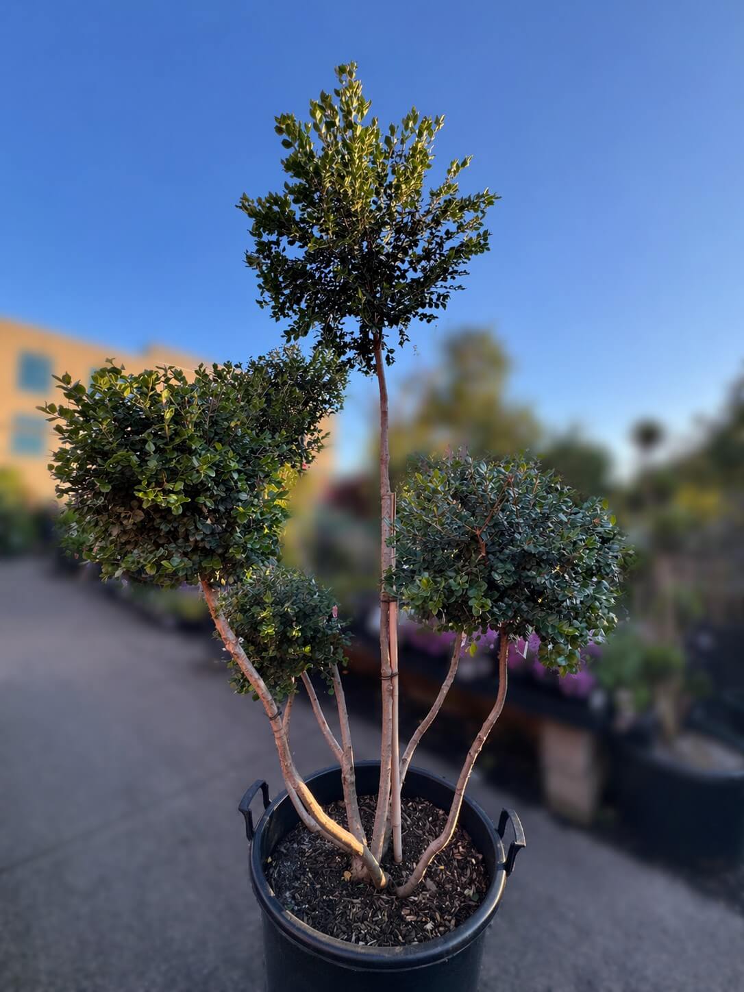 A potted topiary shrub with multiple pruned trunks and rounded green foliage, placed outdoors on a paved surface with other plants in the background.