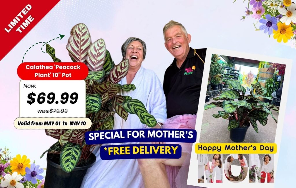 A smiling older couple sits with a large Calathea plant. Plants for Mother’s Day sale details and price are shown, along with a "Happy Mother’s Day" card and floral decorations.