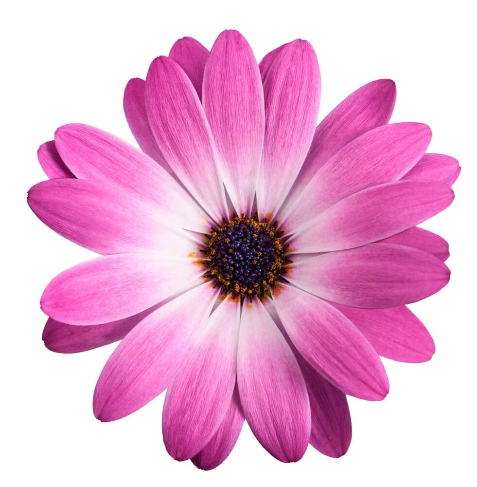 A single purple and white daisy flower with pointed petals, shown from above on a white background.