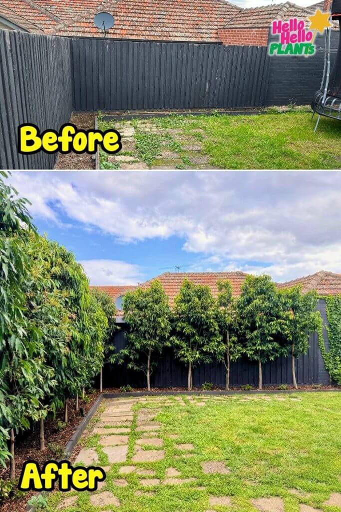 Two side-by-side photos show a Melbourne back garden before with a bare fence, and after, where several trees from Hello Hello Plants have been planted along the fence line—showcasing the impact of Free Garden Design expertise.