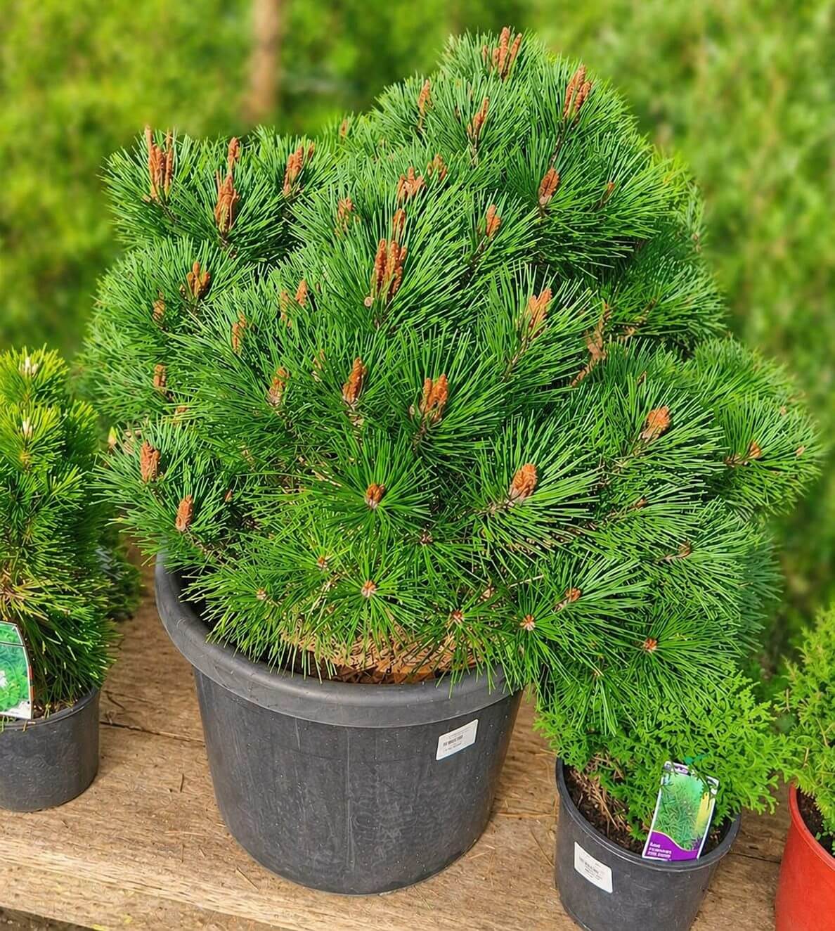A dense Pinus 'Osmaston Compact' in a 20" black plastic pot, featuring bright green needles, is shown on a wooden surface with other potted plants in the background.