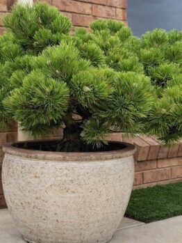 A large potted bonsai tree with dense green foliage is placed on a patio near a brick wall and a window.