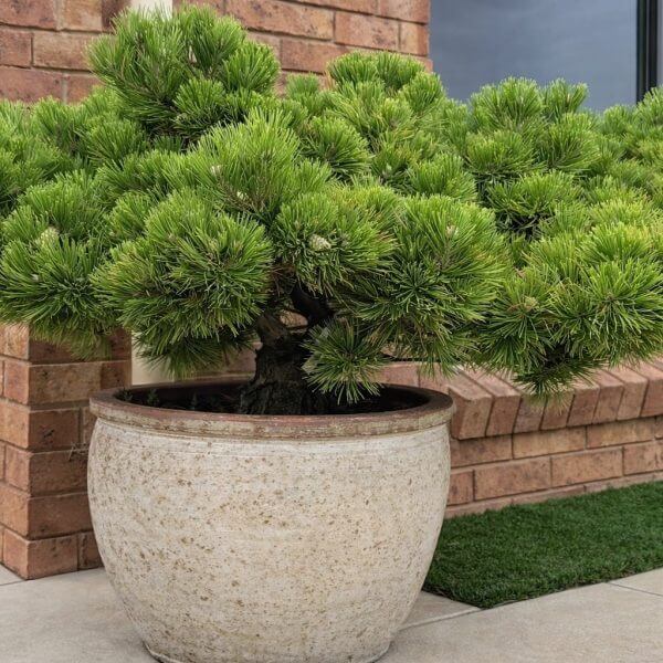 A large potted bonsai tree with dense green foliage is placed on a patio near a brick wall and a window.