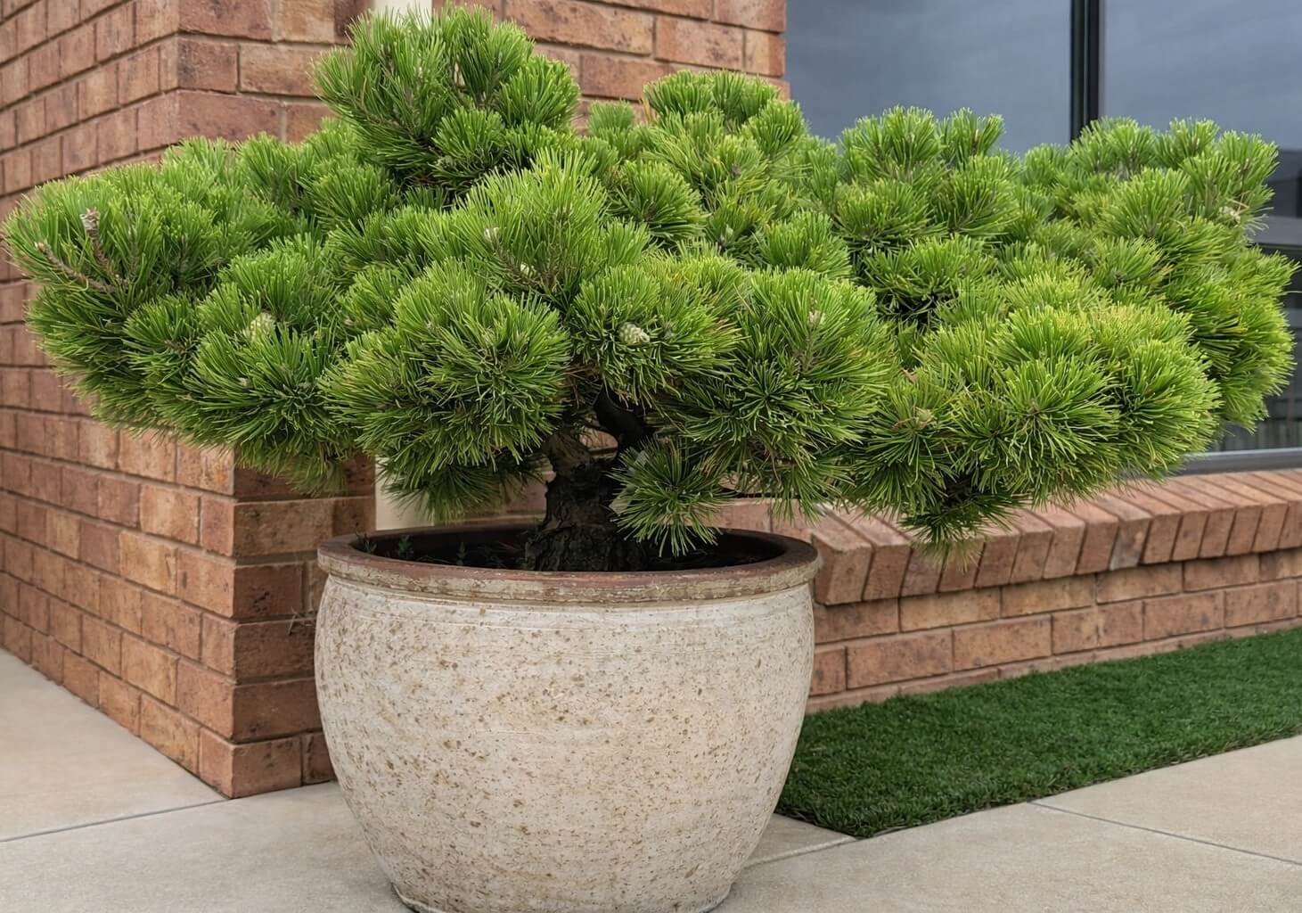 A large potted bonsai tree with dense green foliage is placed on a patio near a brick wall and a window.
