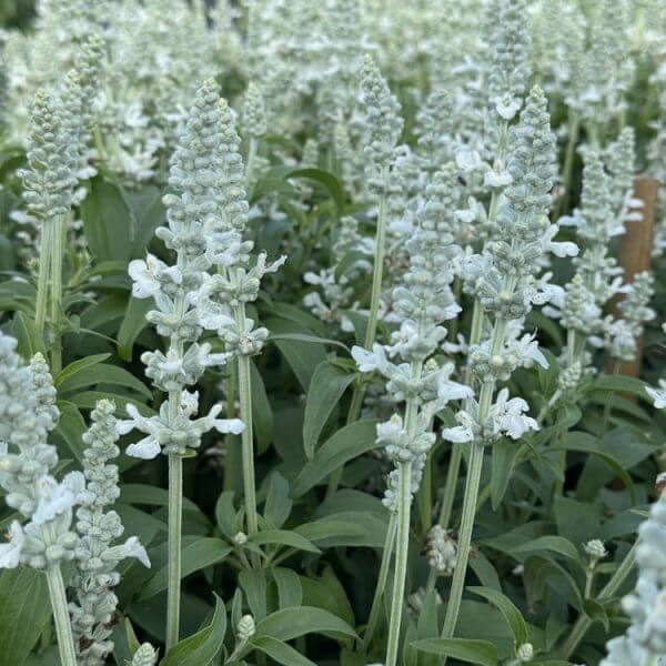Close-up of a cluster of white salvia flowers with green leaves, growing in a garden setting.