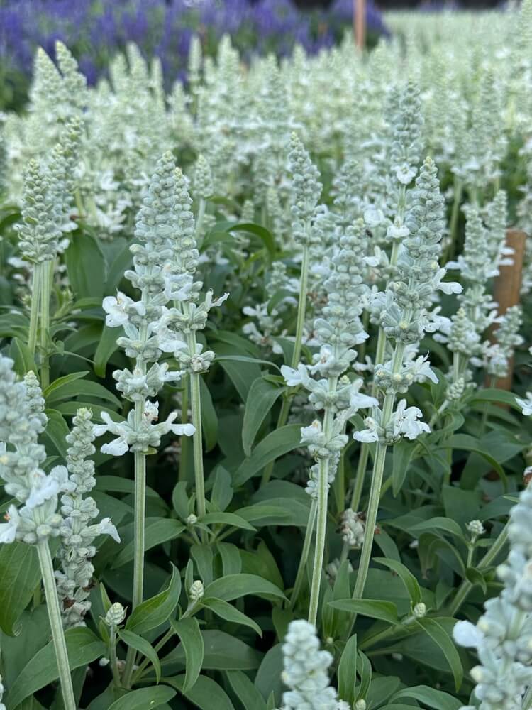 Close-up of a cluster of white salvia flowers with green leaves, growing in a garden setting.