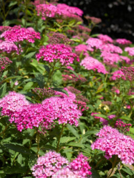 Clusters of bright pink flowers with green leaves growing outdoors in sunlight, with some darker foliage in the background.