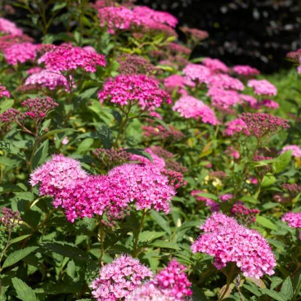 Clusters of bright pink flowers with green leaves growing outdoors in sunlight, with some darker foliage in the background.