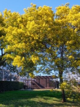 Two yellow-blossomed trees stand in a grassy park area with a wooden structure and hedge visible in the background under a clear blue sky.