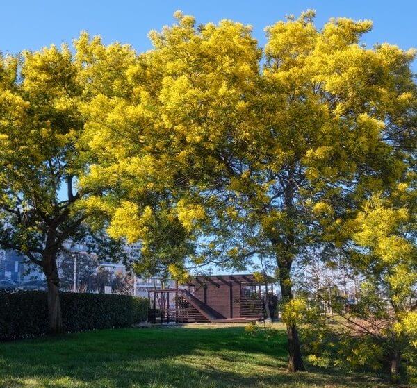 Two yellow-blossomed trees stand in a grassy park area with a wooden structure and hedge visible in the background under a clear blue sky.