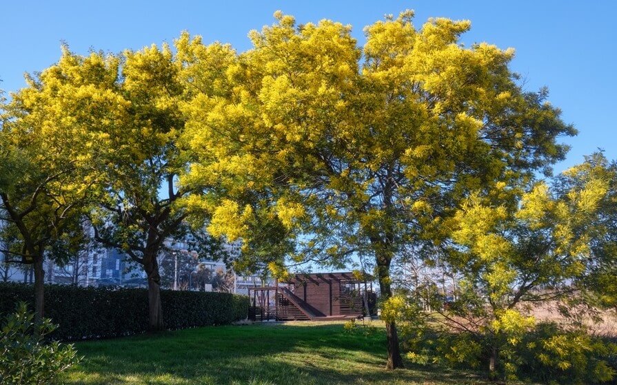 Two yellow-blossomed trees stand in a grassy park area with a wooden structure and hedge visible in the background under a clear blue sky.