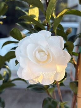 A close-up of a white camellia flower with dew drops on its petals, surrounded by green leaves and Cedrus 'Golden Cascade' 70L foliage illuminated by sunlight.