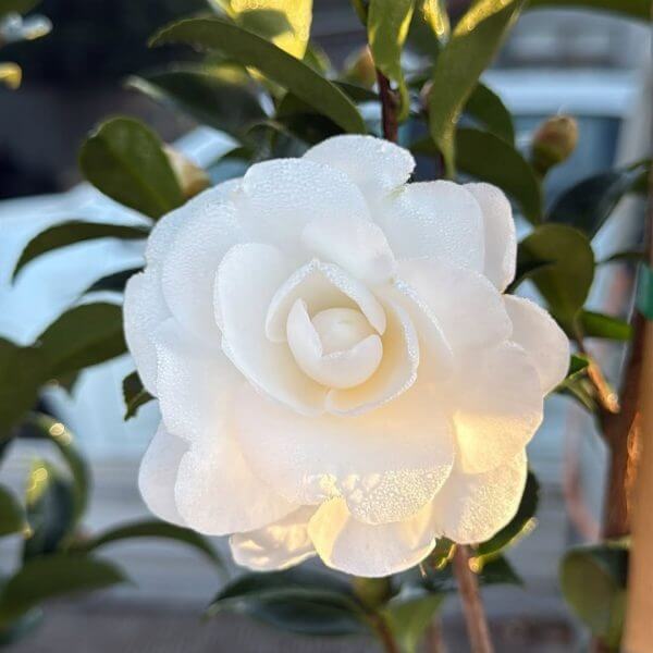 A close-up of a white camellia flower with dew drops on its petals, surrounded by green leaves and Cedrus 'Golden Cascade' 70L foliage illuminated by sunlight.