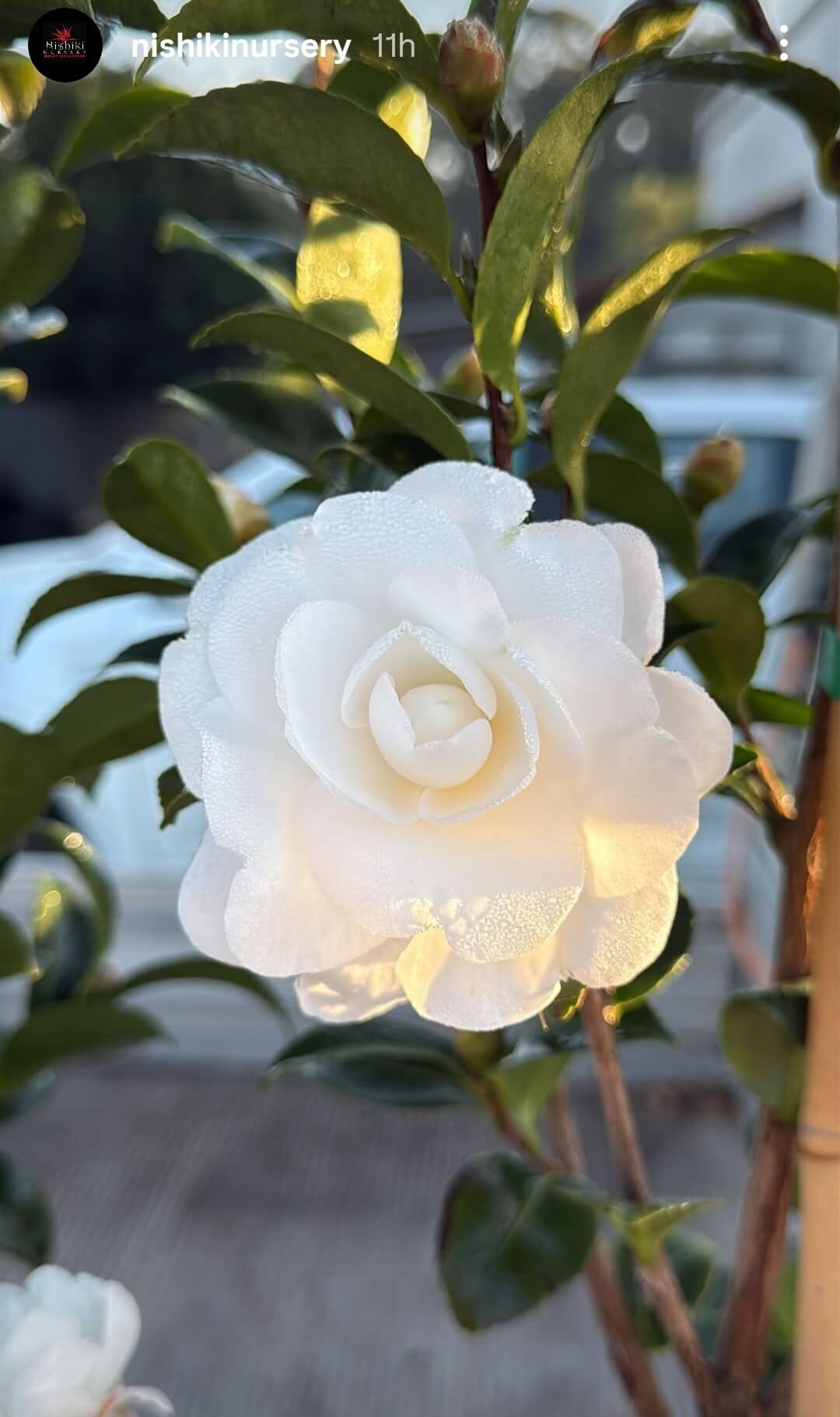 A close-up of a white camellia flower with dew drops on its petals, surrounded by green leaves and Cedrus 'Golden Cascade' 70L foliage illuminated by sunlight.