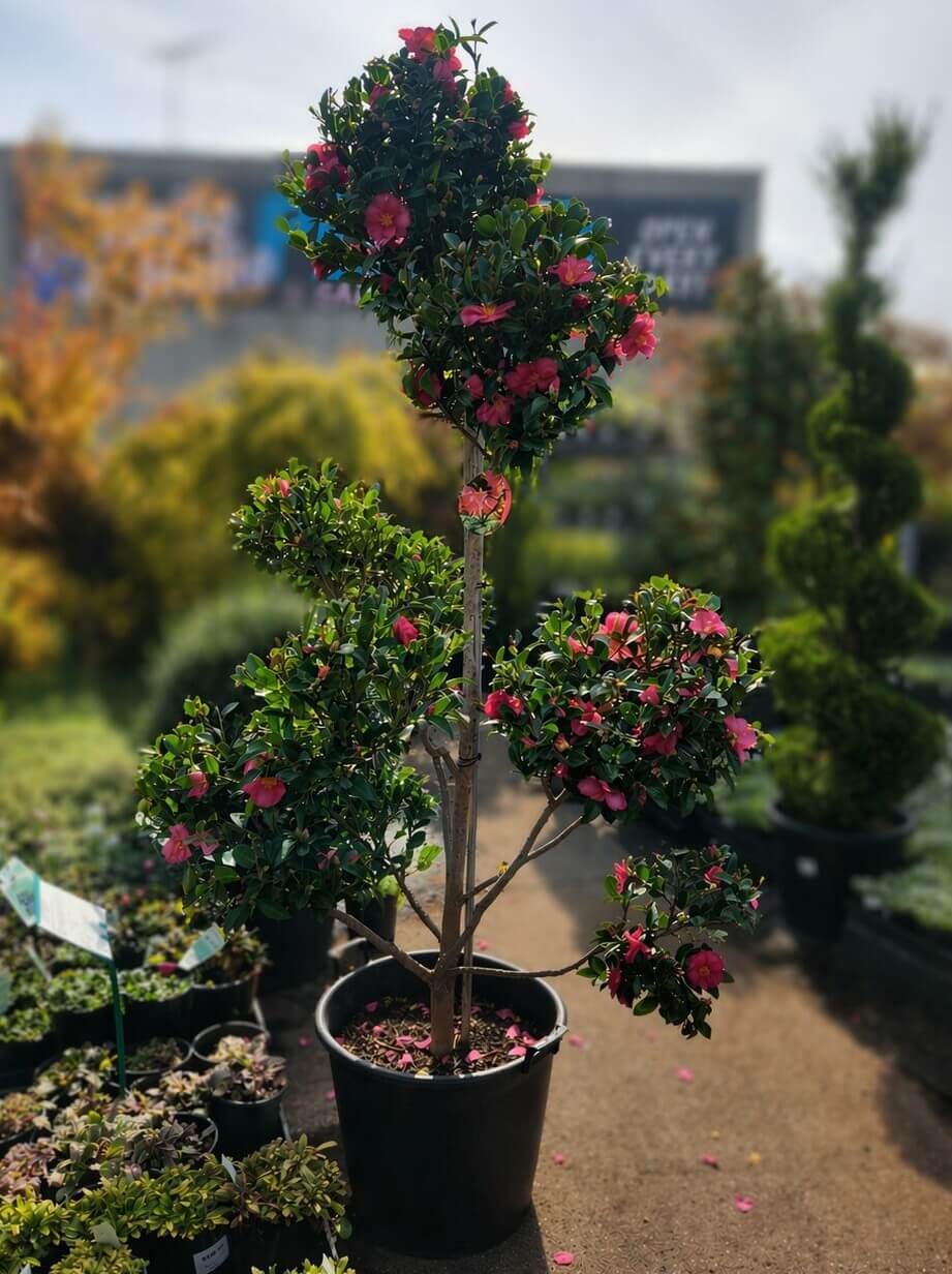 A potted camellia tree with clusters of pink flowers is displayed outdoors among other plants at a garden centre.