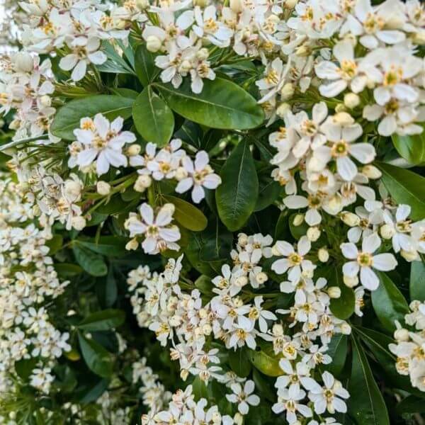 Clusters of small white flowers with yellow centres and dense green leaves cover the Choisya 'Mexican Orange Blossom' bush.
