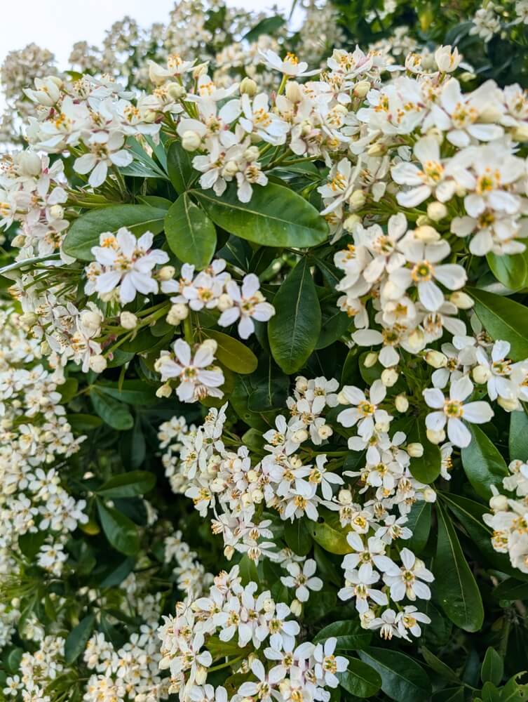 Clusters of small white flowers with yellow centres and dense green leaves cover the Choisya 'Mexican Orange Blossom' bush.