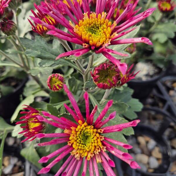 Chrysanthemum 'Splash Intense' in a 15cm pot features two blooming pink and yellow spider chrysanthemums, green leaves, and unopened buds amid mulch and surrounding flowers.