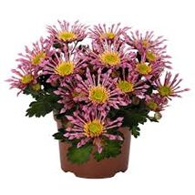 The Chrysanthemum 'Splash Intense' 15cm Pot displays vibrant pink and yellow spider blooms with lush green foliage, creating a striking look against a white background.