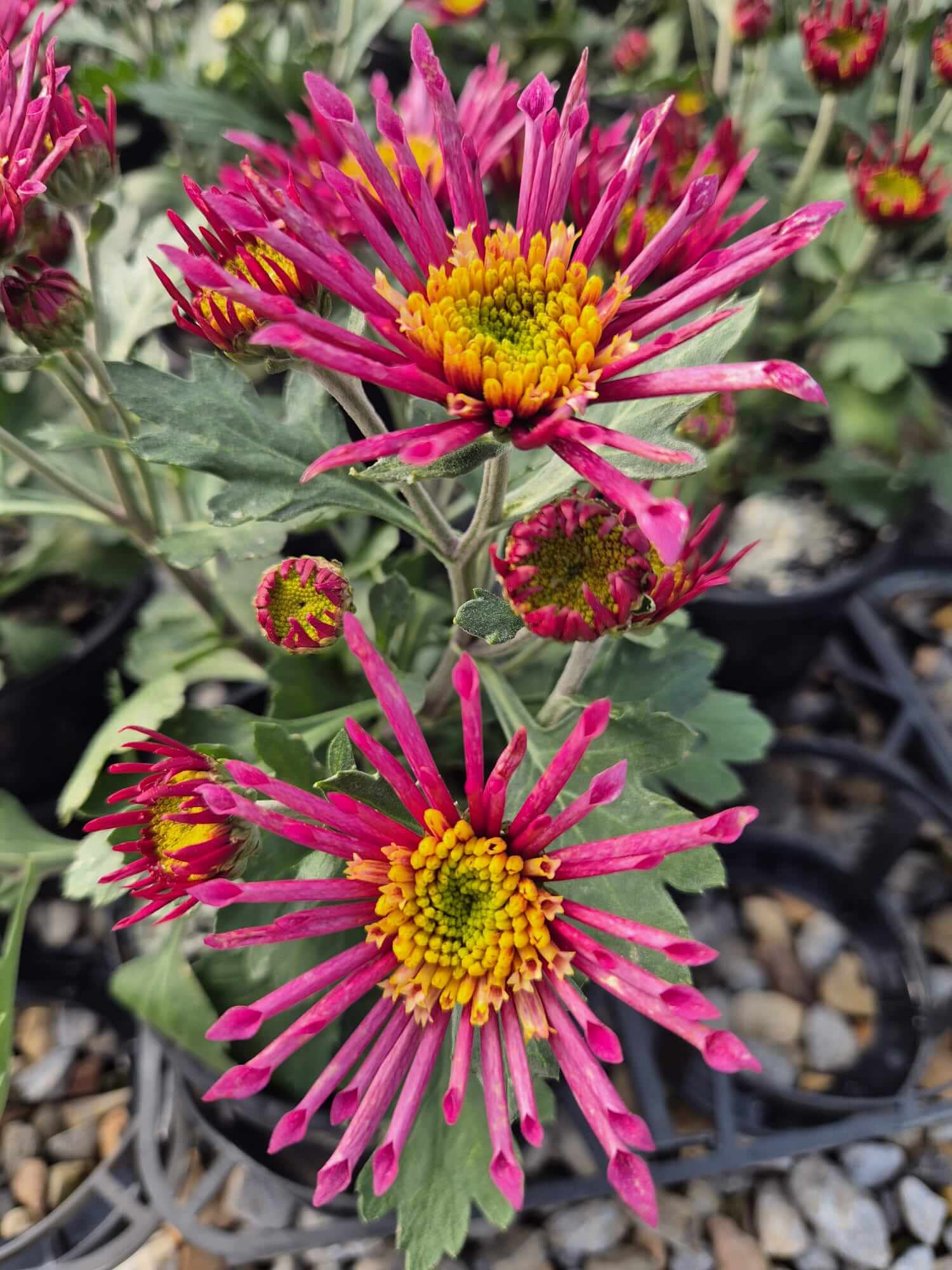 Chrysanthemum 'Splash Intense' in a 15cm pot features two blooming pink and yellow spider chrysanthemums, green leaves, and unopened buds amid mulch and surrounding flowers.