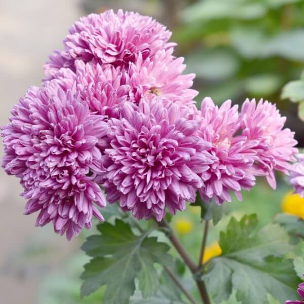 Cluster of pink-purple chrysanthemum flowers in bloom with green leaves and blurred background.